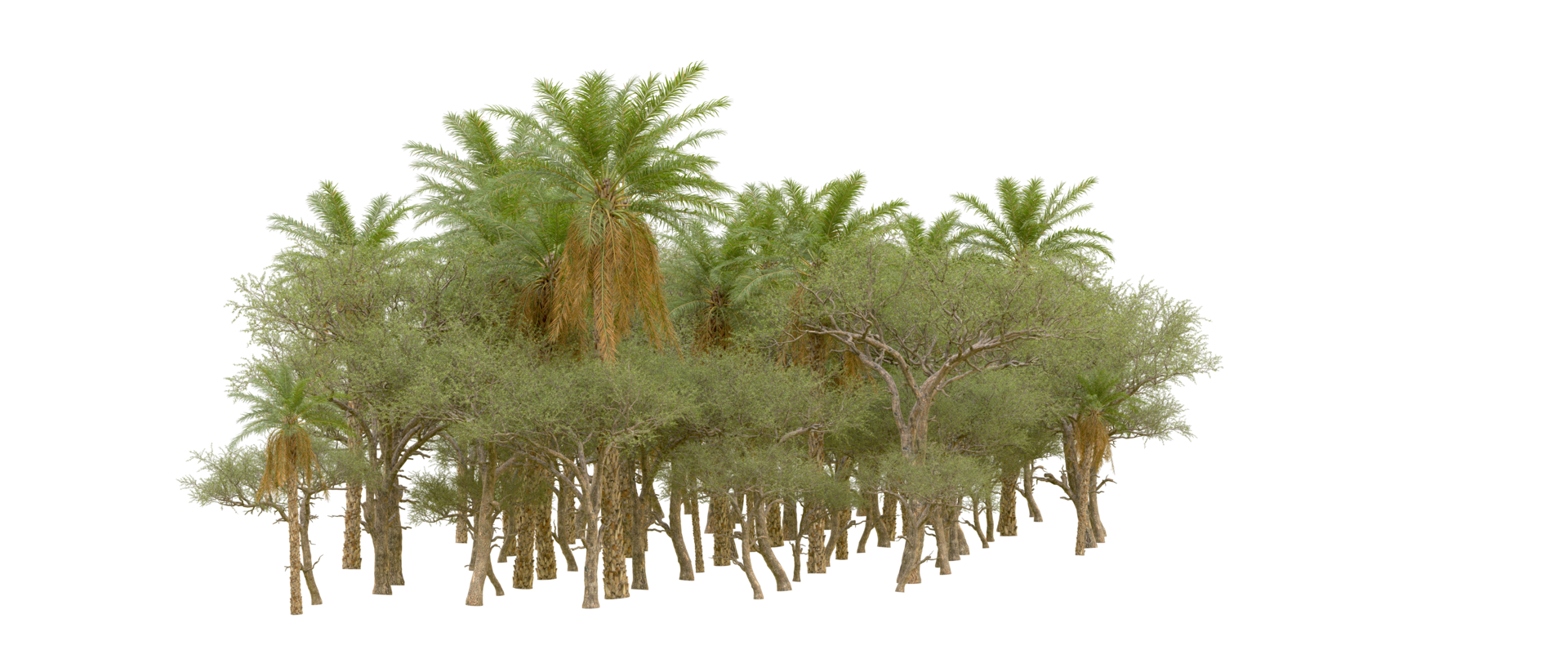 Green forest isolated on background. 3d rendering - illustration png