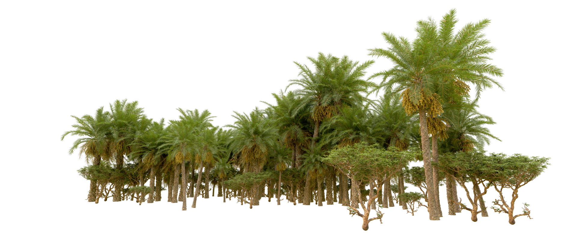 Green forest isolated on background. 3d rendering - illustration png