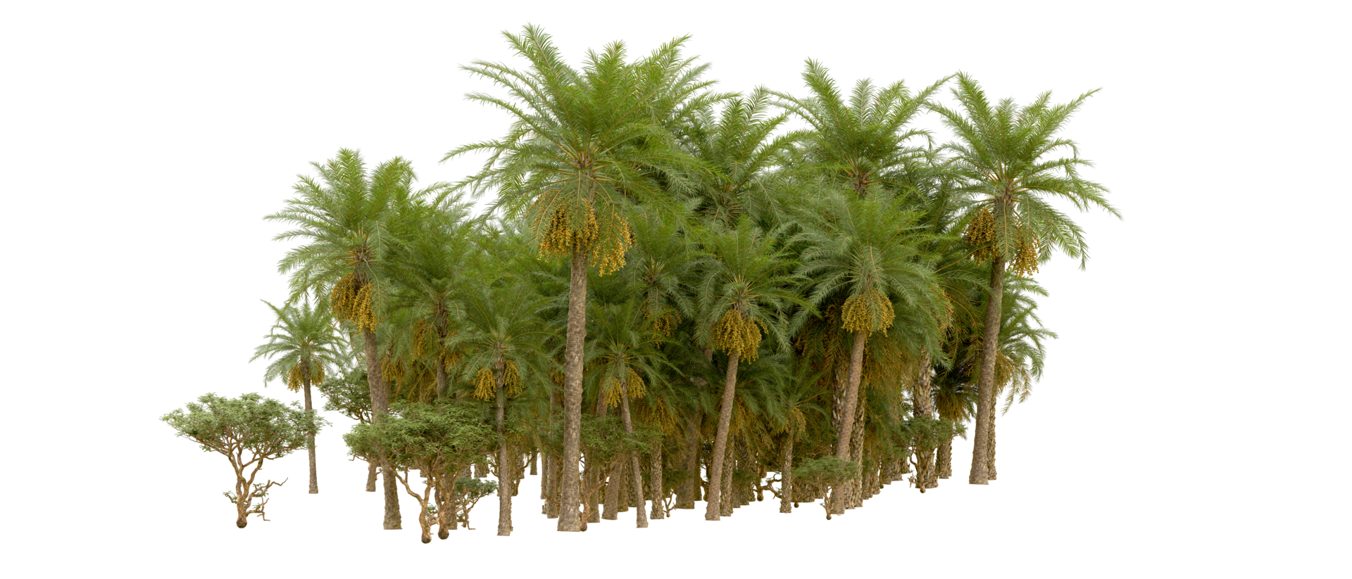 Green forest isolated on background. 3d rendering - illustration png