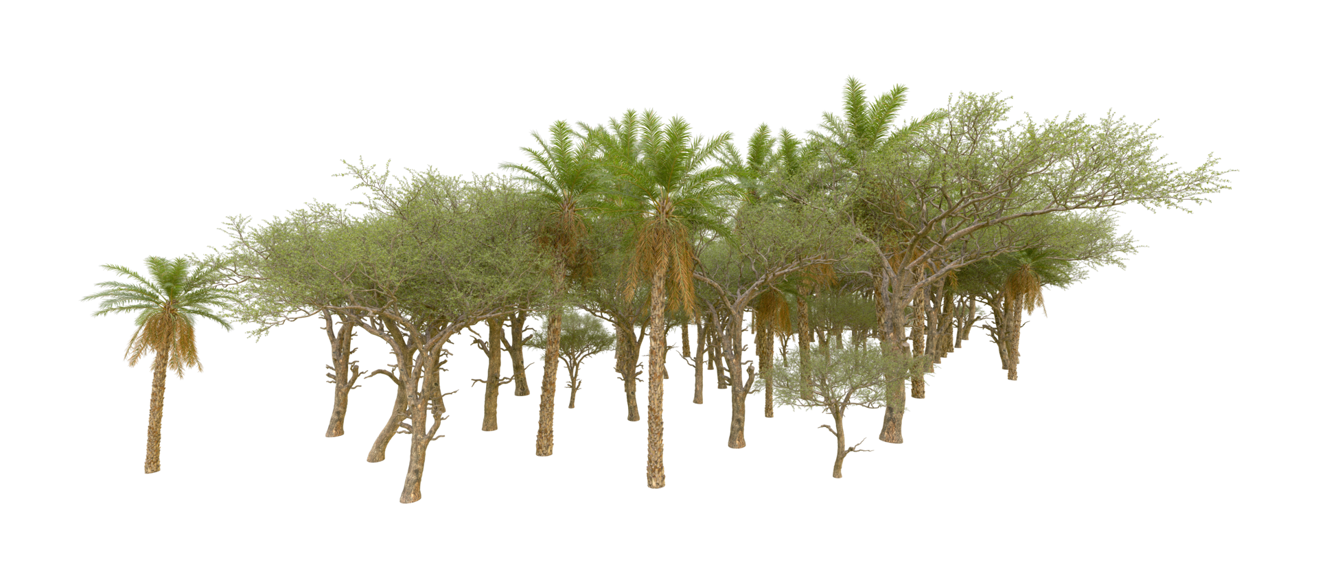 Green forest isolated on background. 3d rendering - illustration png