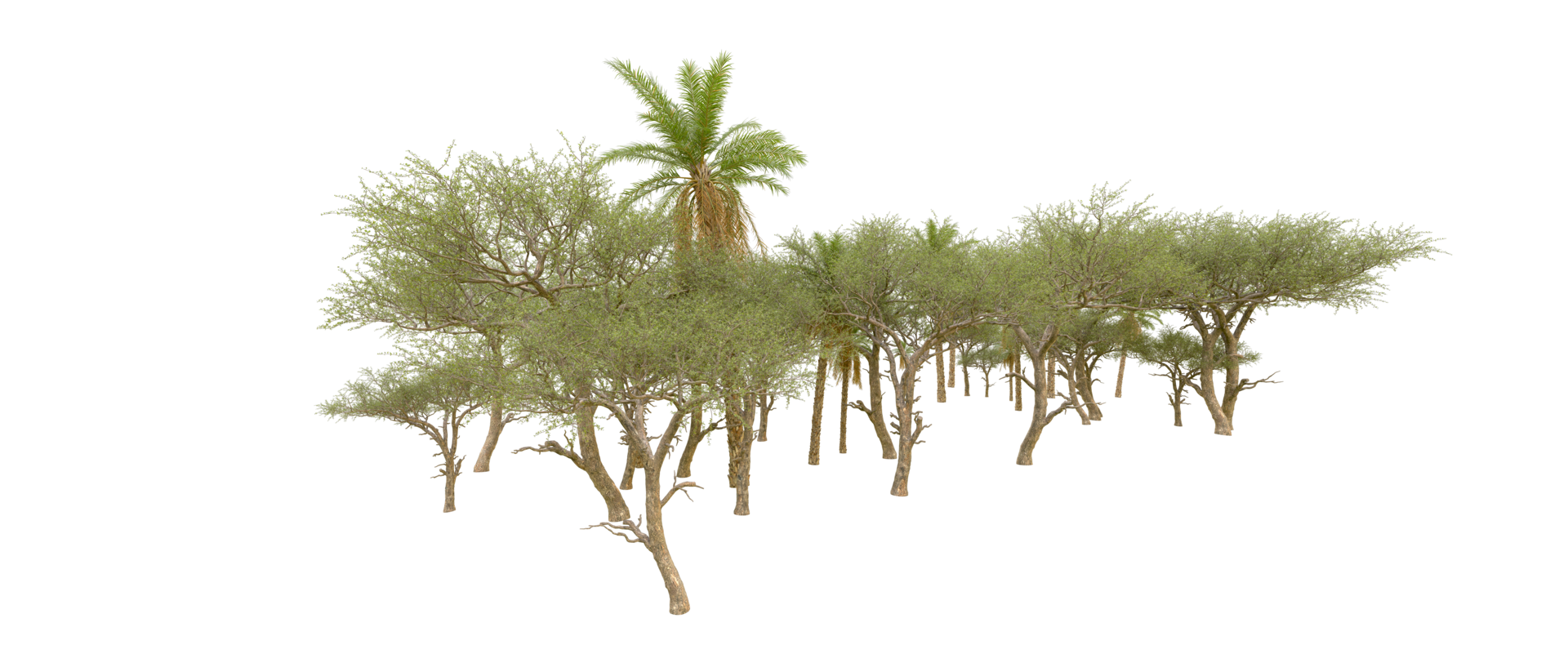 Green forest isolated on background. 3d rendering - illustration png