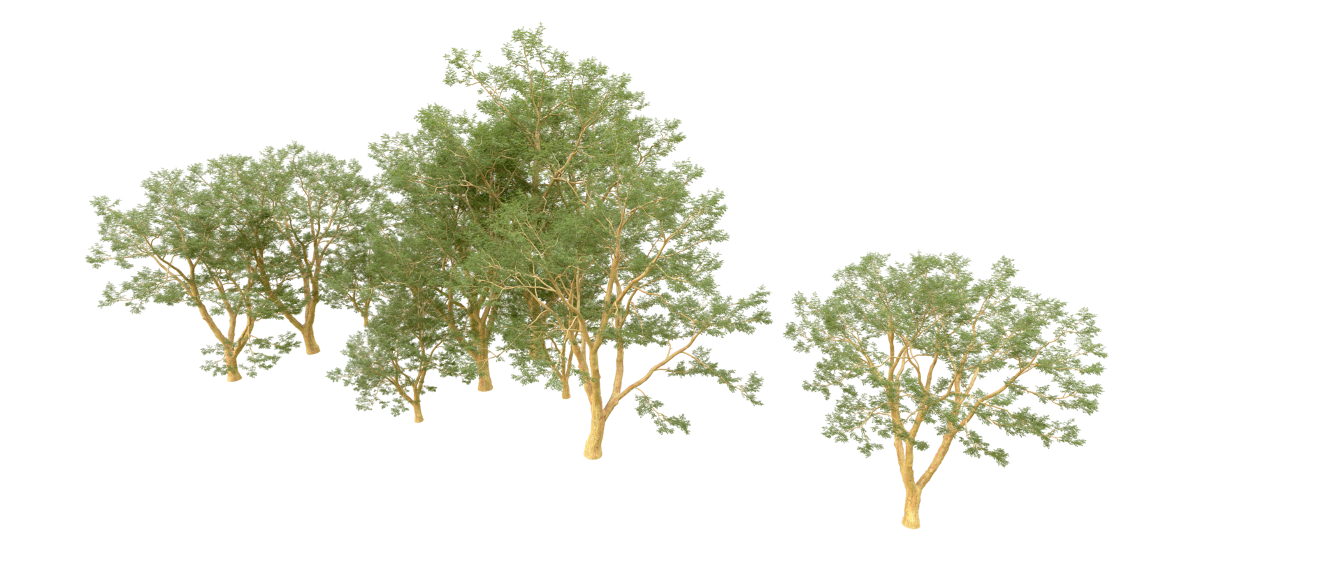 Green forest isolated on background. 3d rendering - illustration png