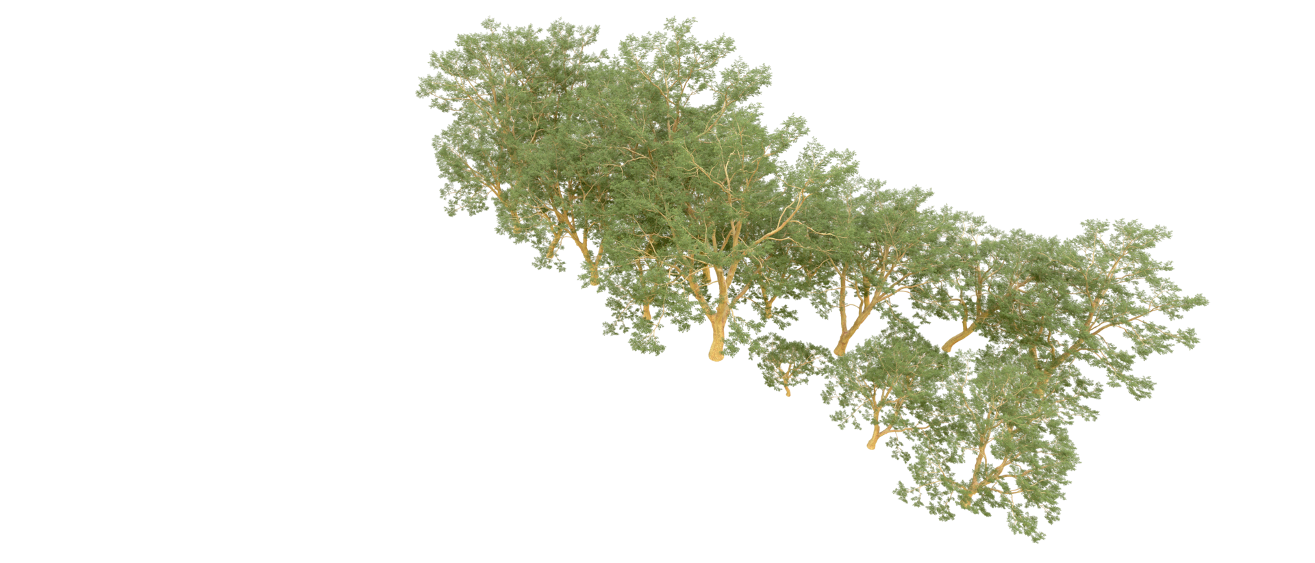 Green forest isolated on background. 3d rendering - illustration png