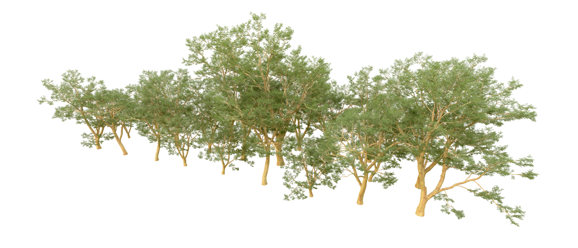 Green forest isolated on background. 3d rendering - illustration png