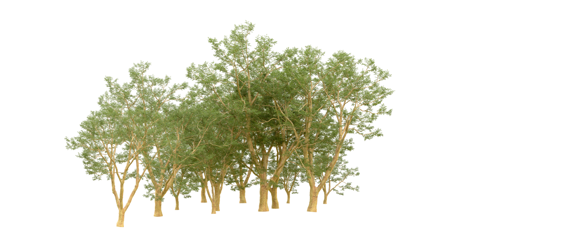 Green forest isolated on background. 3d rendering - illustration png