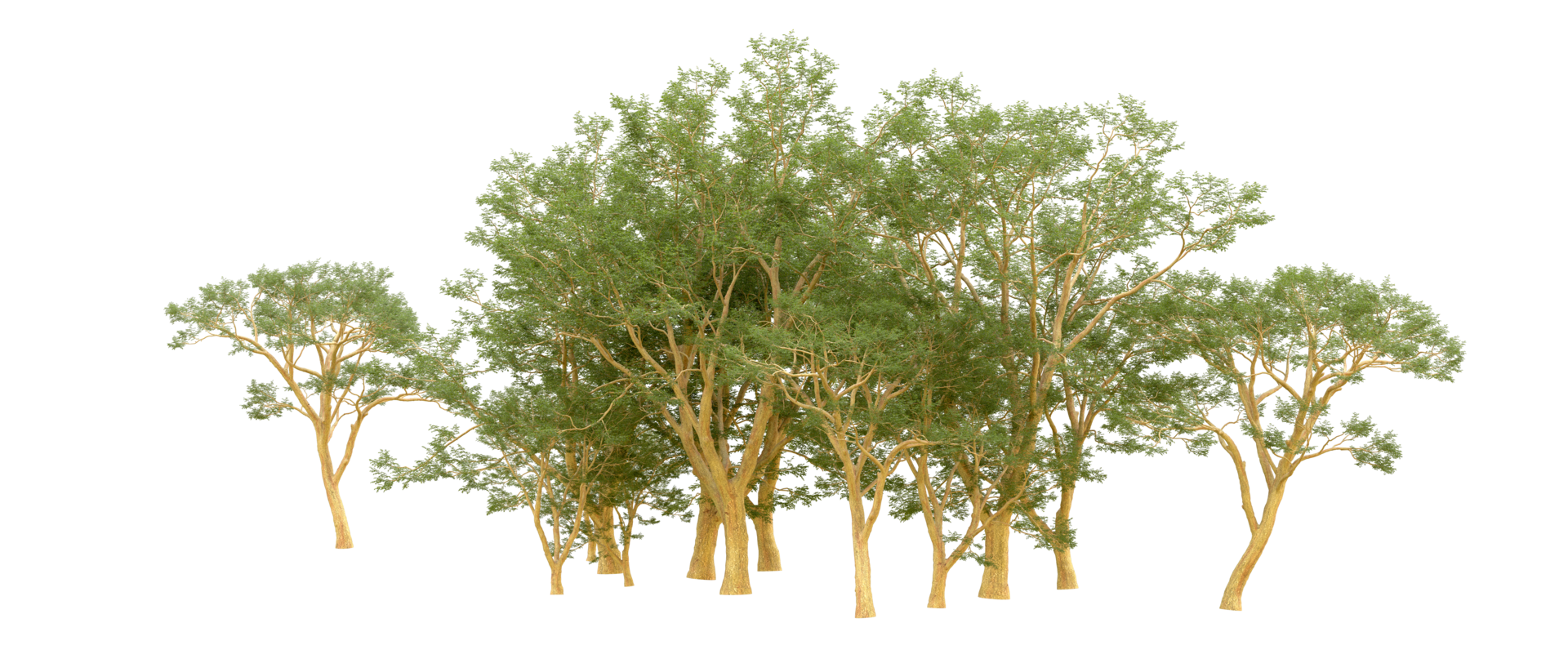 Green forest isolated on background. 3d rendering - illustration png