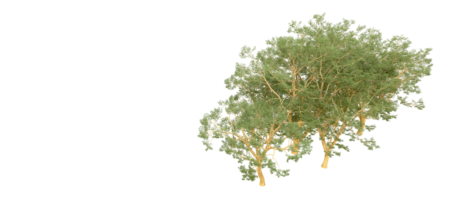 Green forest isolated on background. 3d rendering - illustration png