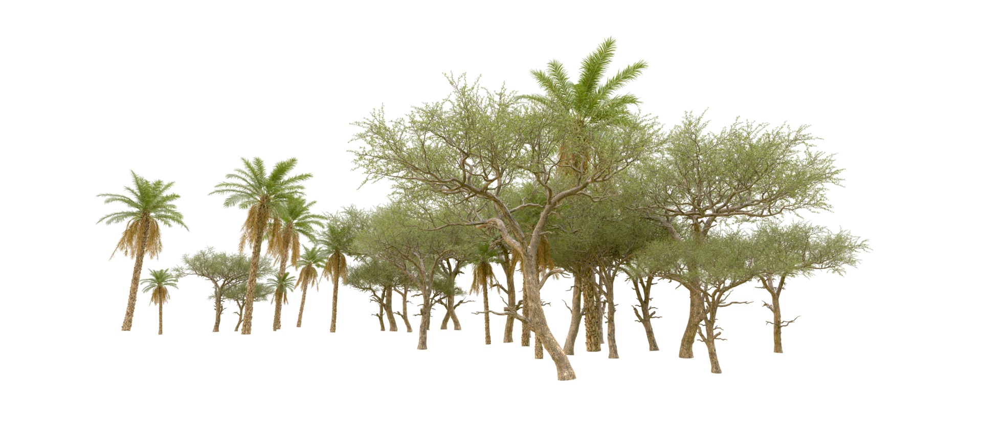 Green forest isolated on background. 3d rendering - illustration png