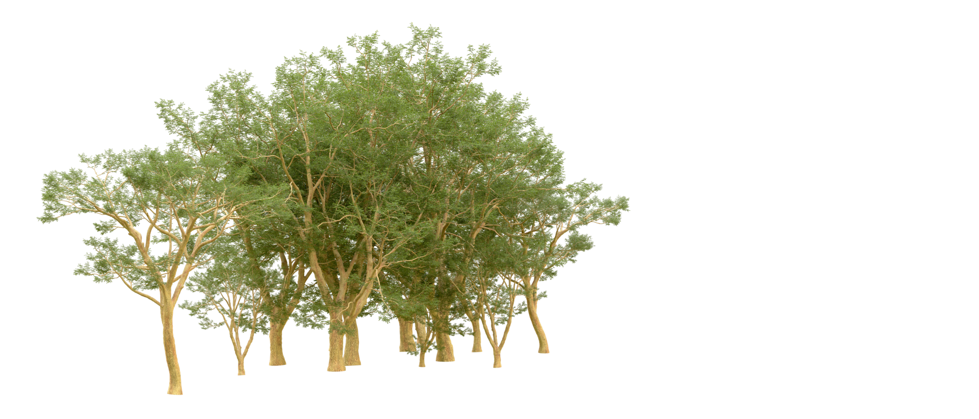 Green forest isolated on background. 3d rendering - illustration png