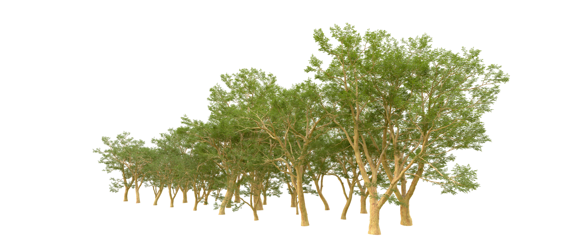 Green forest isolated on background. 3d rendering - illustration png