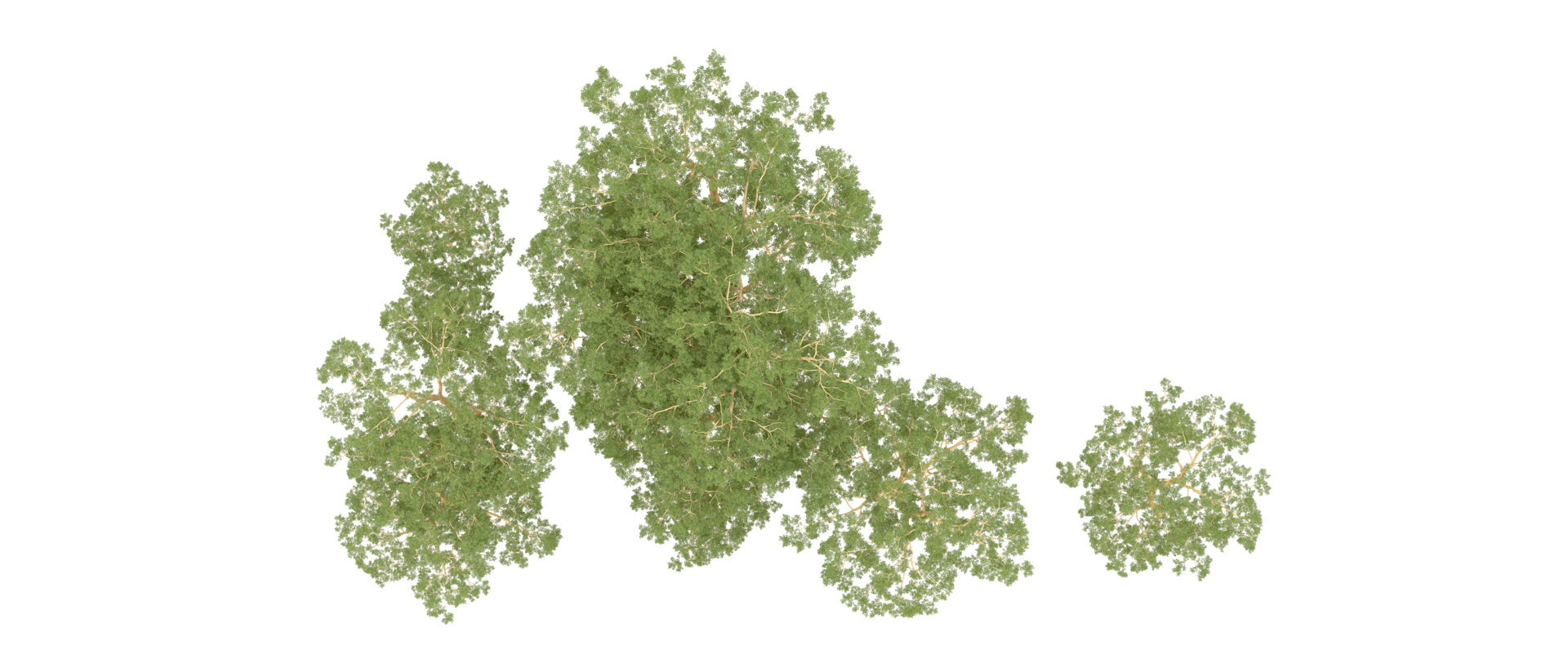 Green forest isolated on background. 3d rendering - illustration png