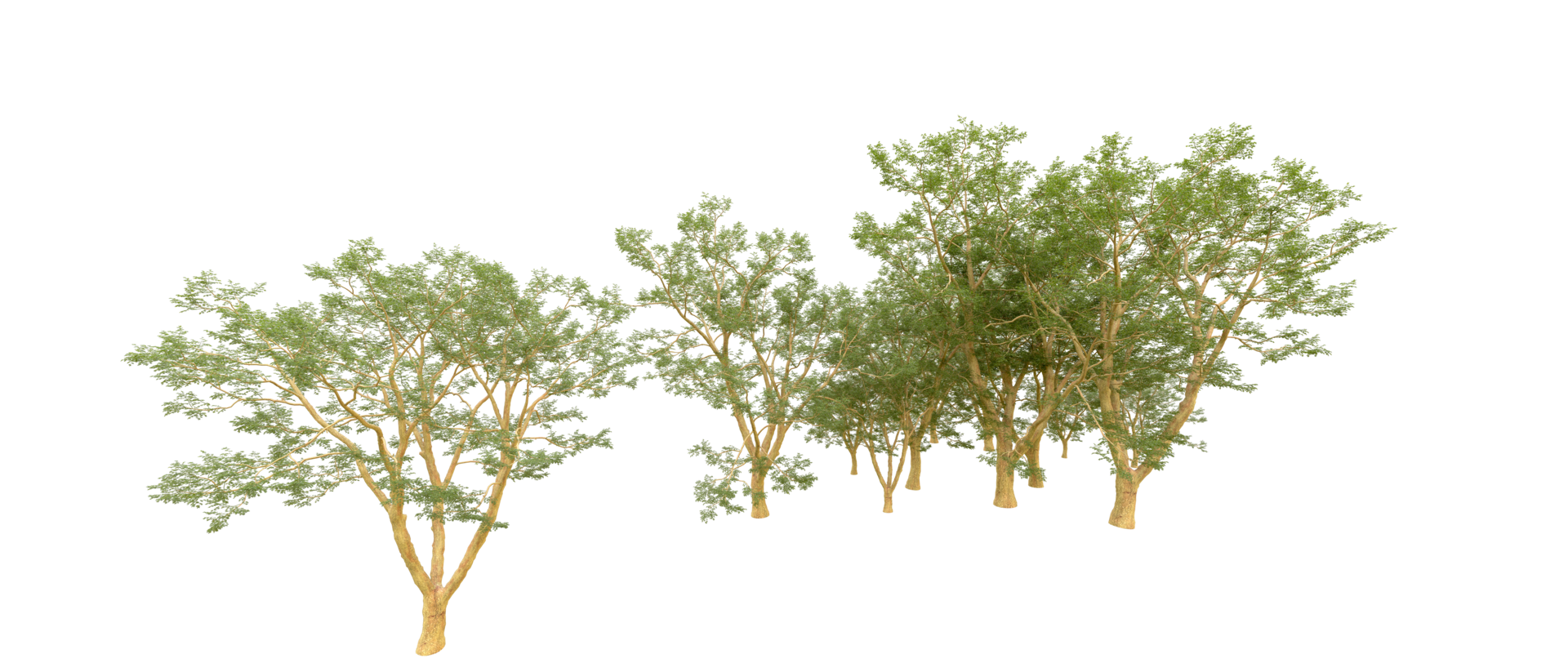 Green forest isolated on background. 3d rendering - illustration png