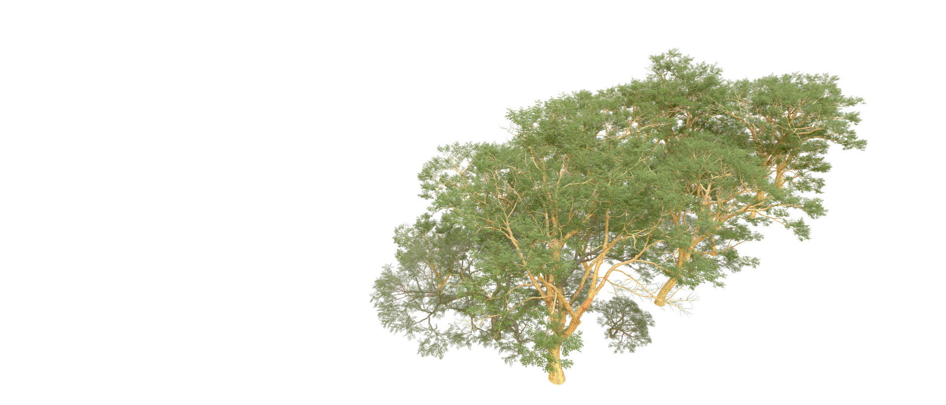Green forest isolated on background. 3d rendering - illustration png