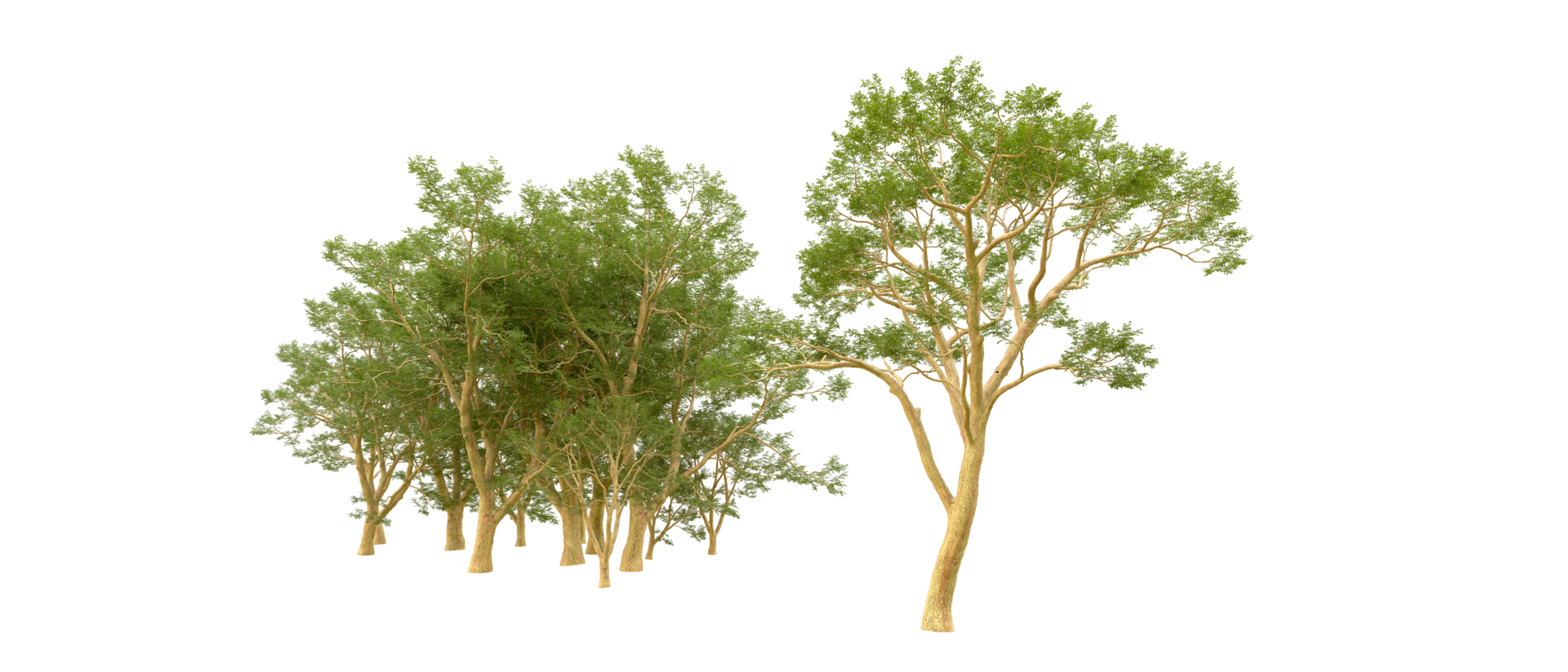 Green forest isolated on background. 3d rendering - illustration png