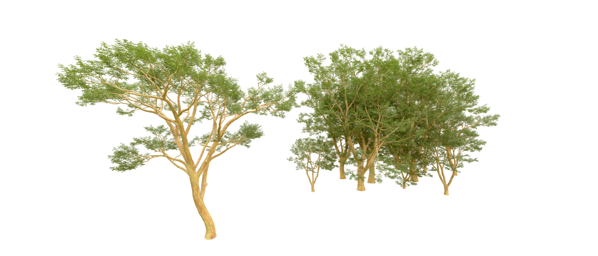 Green forest isolated on background. 3d rendering - illustration png