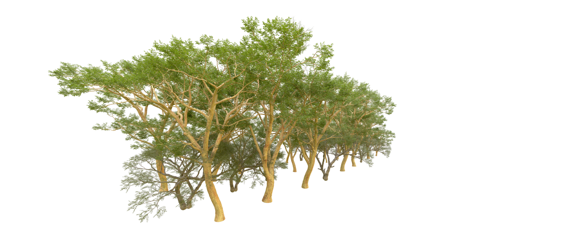 Green forest isolated on background. 3d rendering - illustration png
