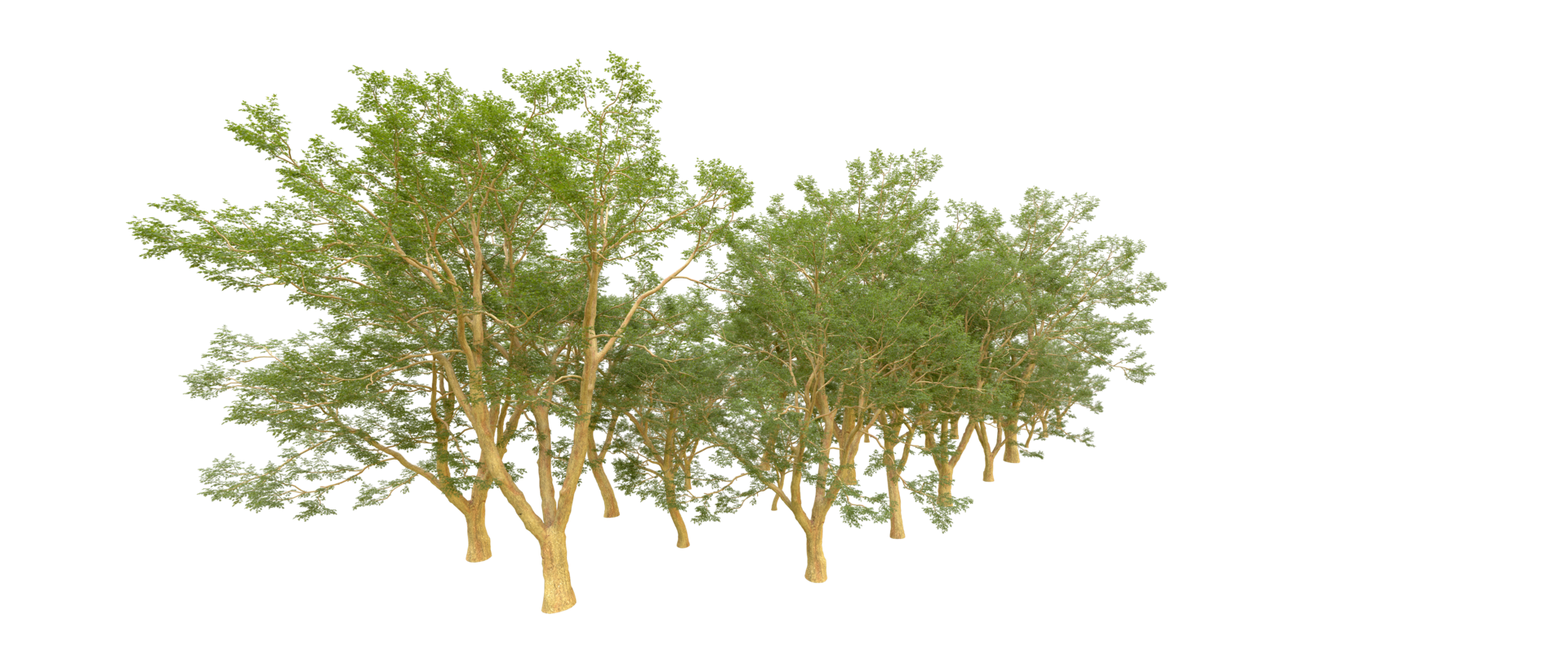Green forest isolated on background. 3d rendering - illustration png
