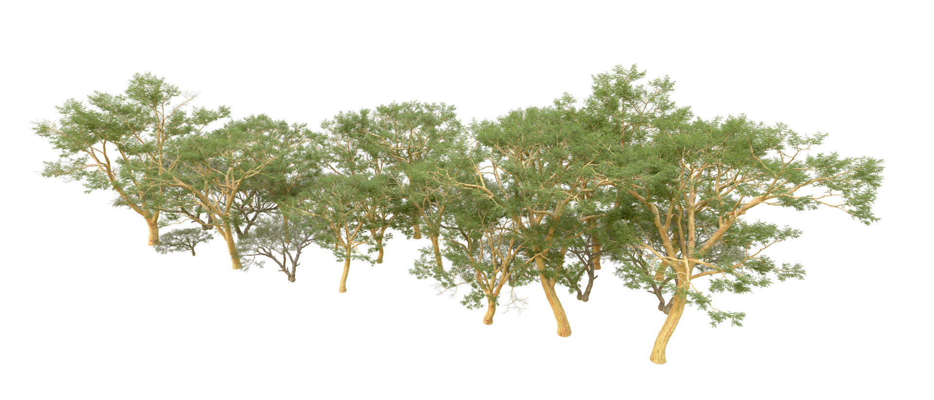 Green forest isolated on background. 3d rendering - illustration png