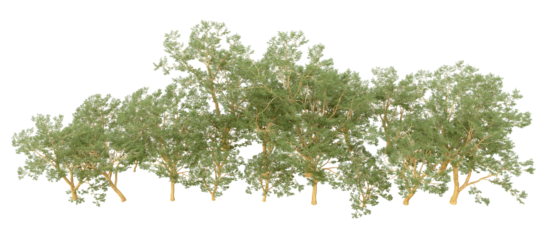 Green forest isolated on background. 3d rendering - illustration png