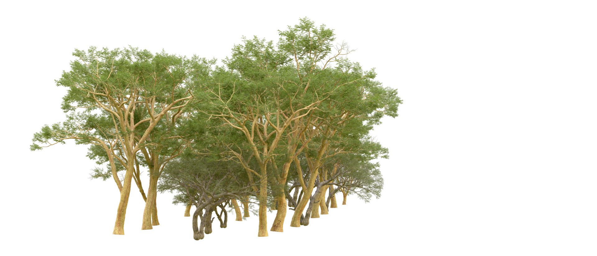 Green forest isolated on background. 3d rendering - illustration png