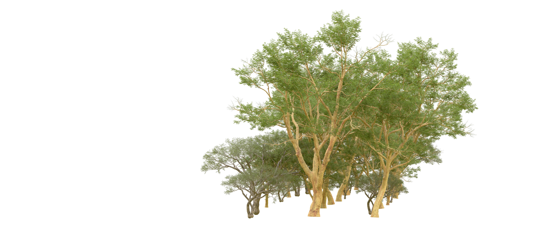 Green forest isolated on background. 3d rendering - illustration png