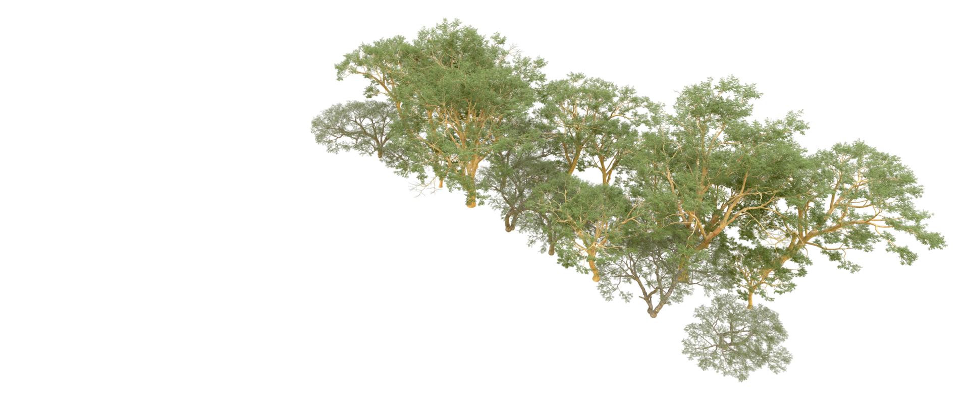 Green forest isolated on background. 3d rendering - illustration png