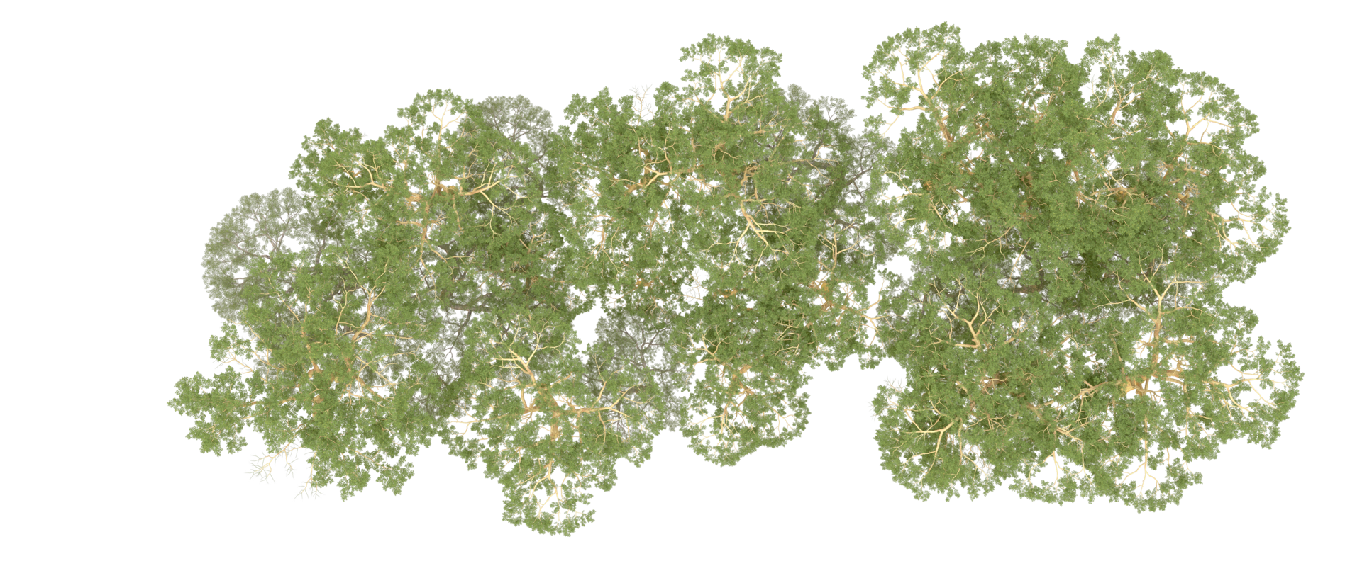 Green forest isolated on background. 3d rendering - illustration png