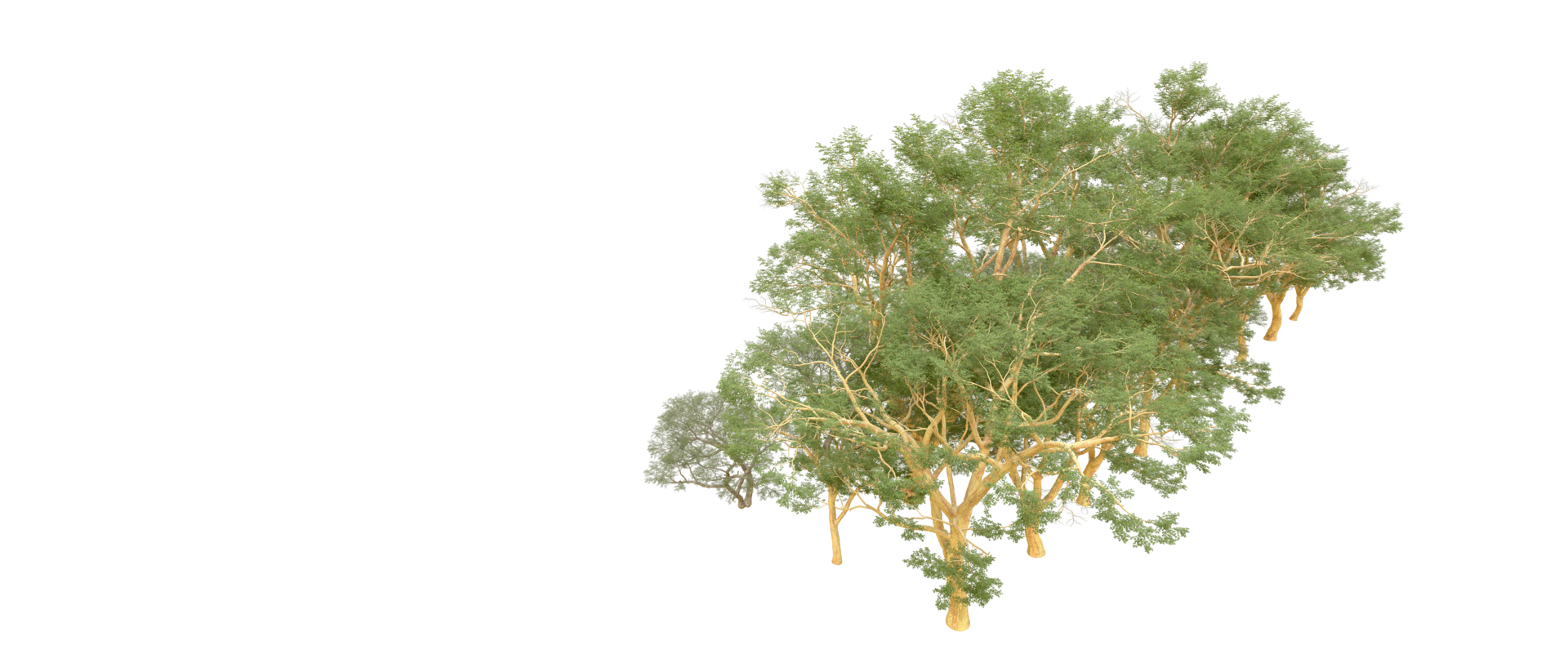 Green forest isolated on background. 3d rendering - illustration png