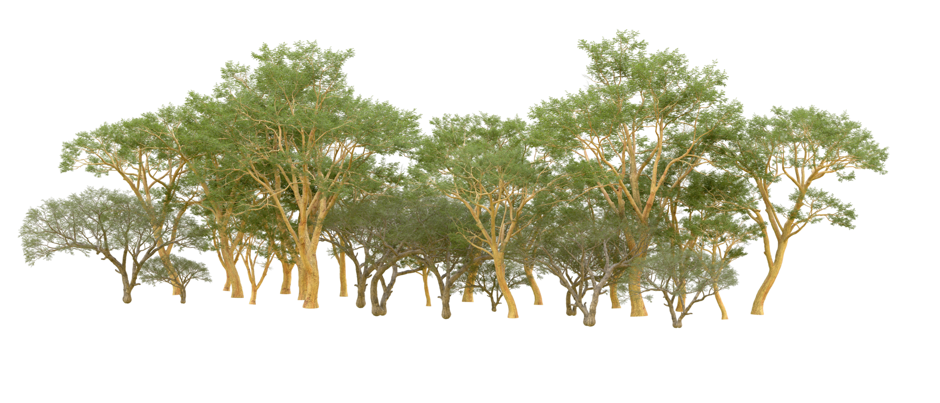 Green forest isolated on background. 3d rendering - illustration png