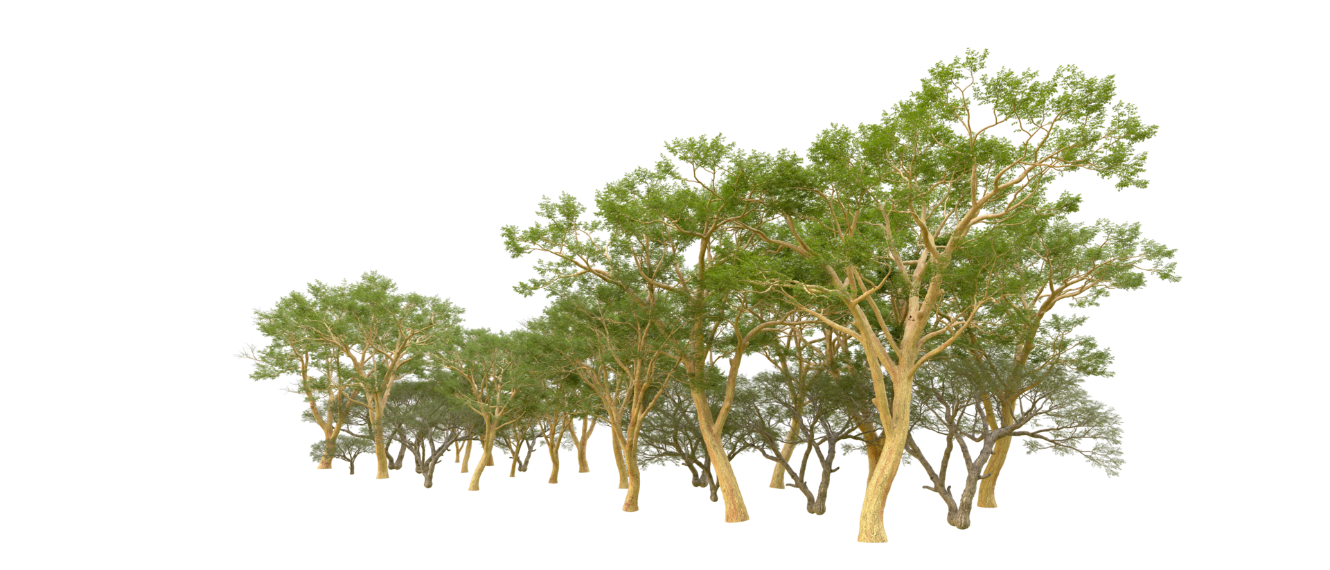 Green forest isolated on background. 3d rendering - illustration png