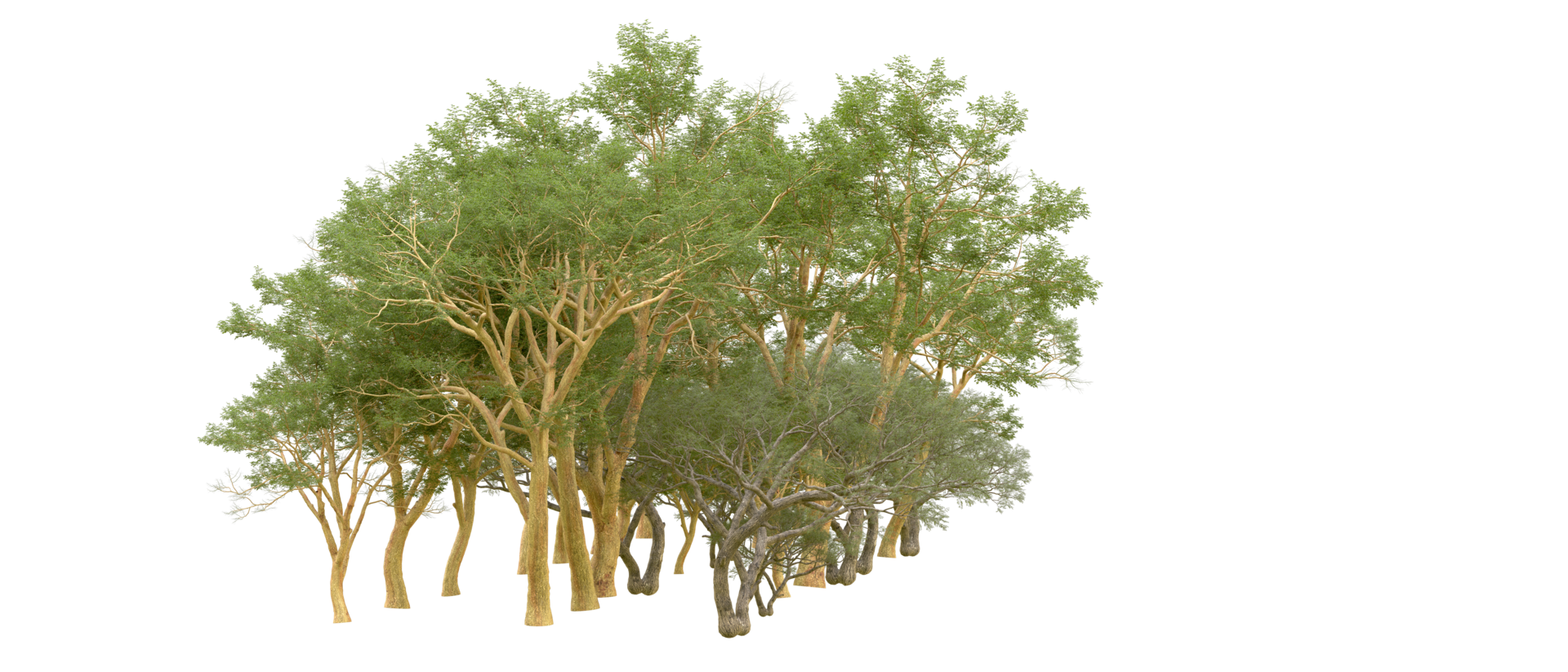 Green forest isolated on background. 3d rendering - illustration png