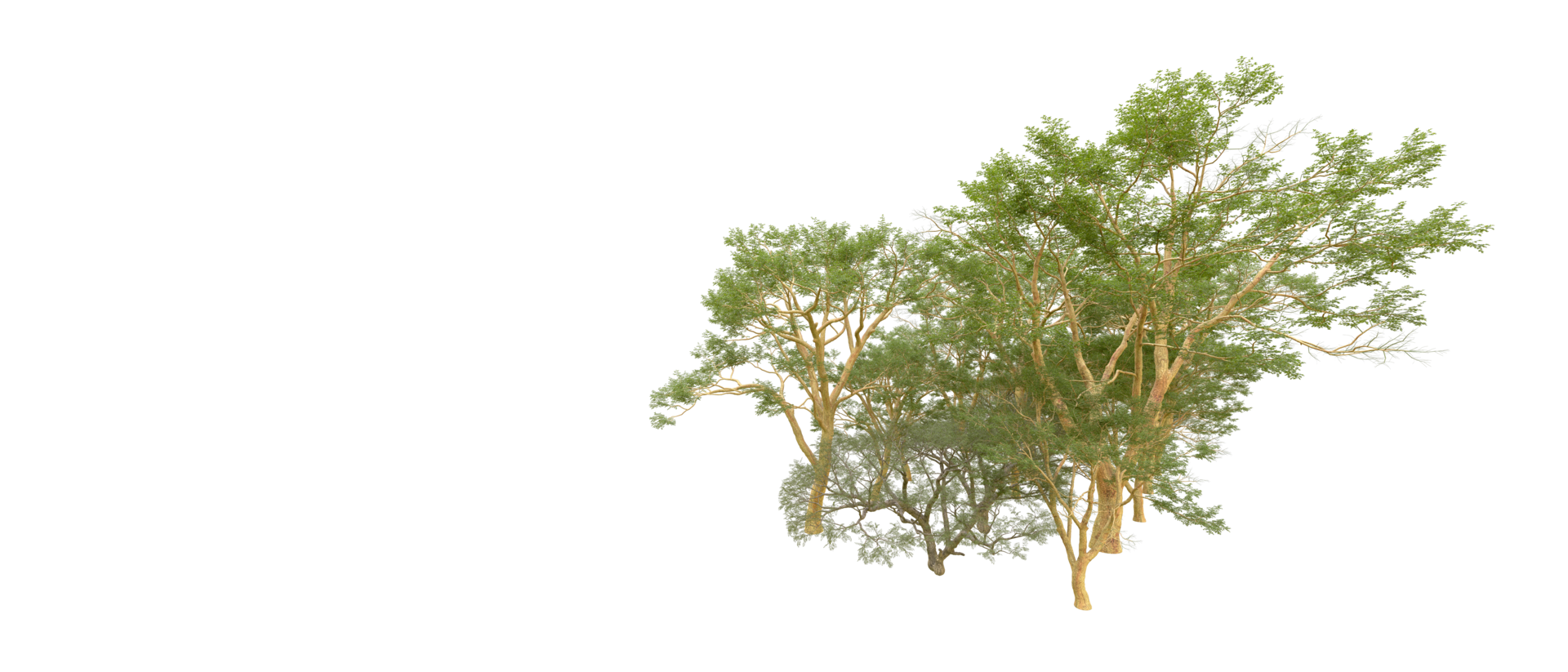 Green forest isolated on background. 3d rendering - illustration png