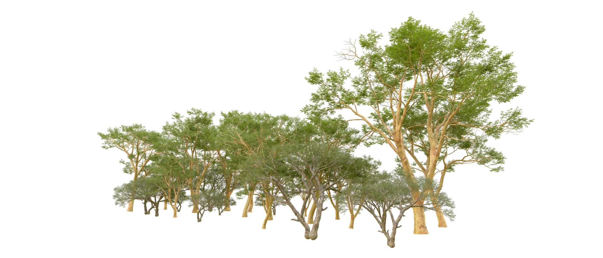 Green forest isolated on background. 3d rendering - illustration png