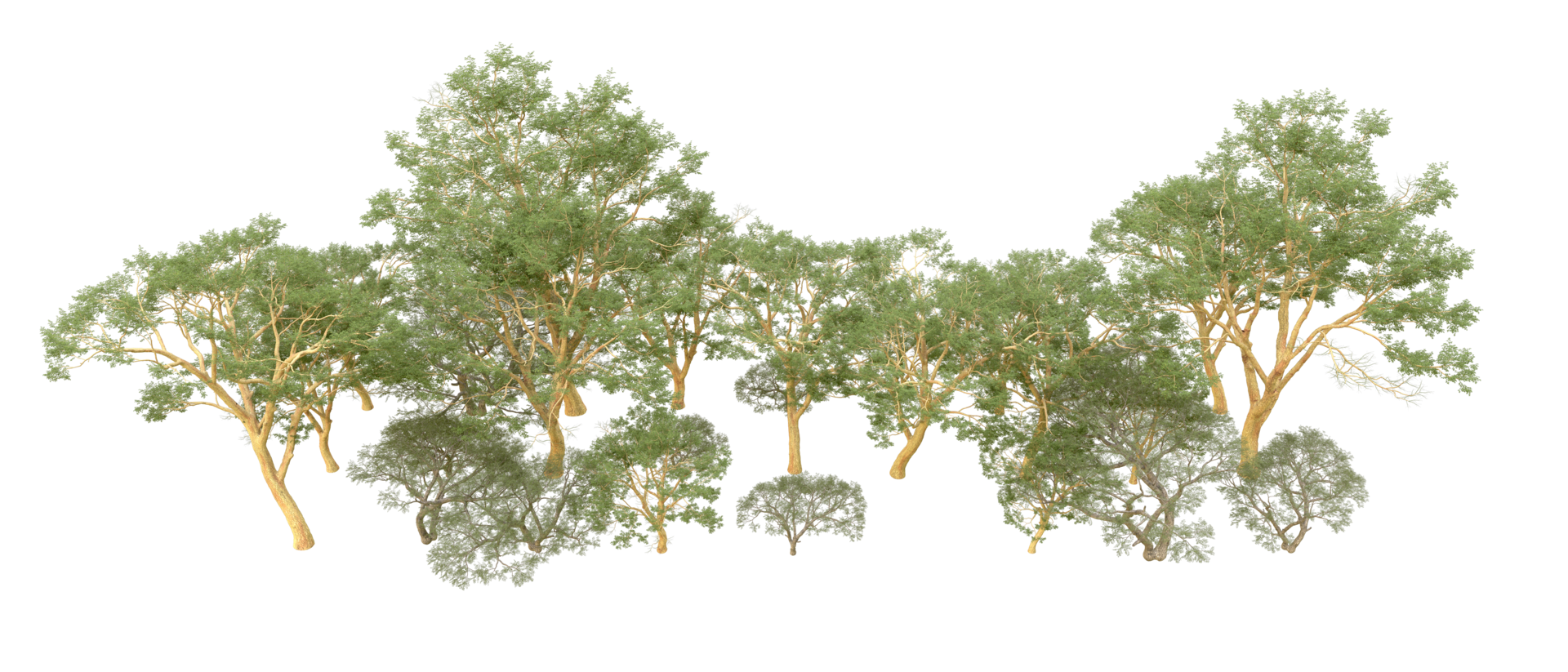 Green forest isolated on background. 3d rendering - illustration png