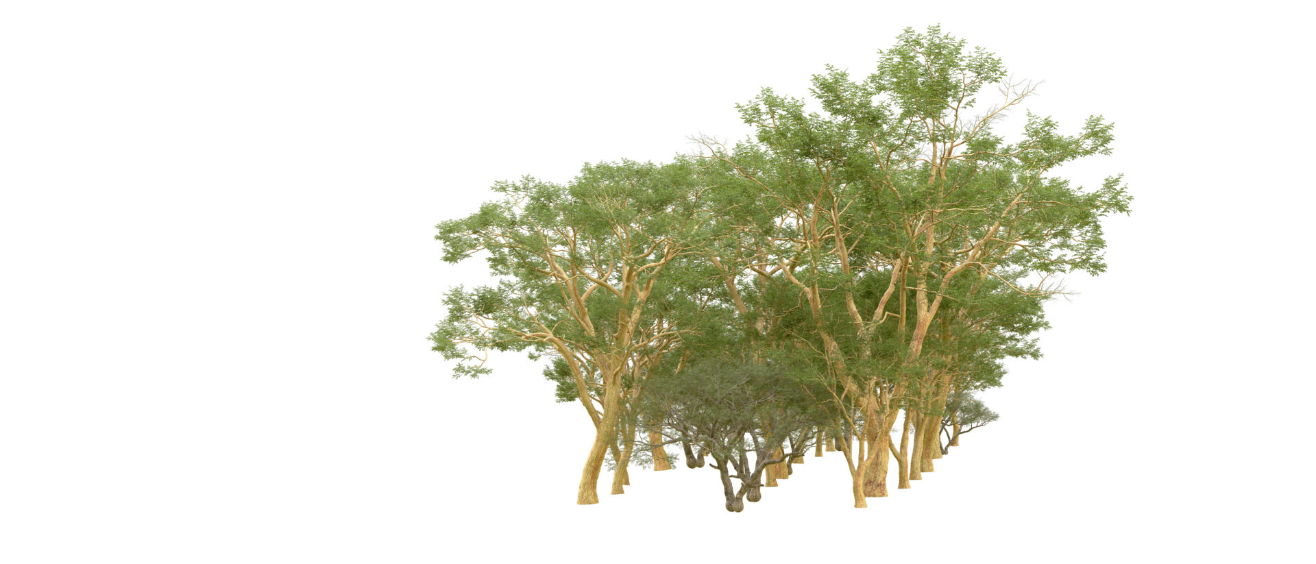 Green forest isolated on background. 3d rendering - illustration png