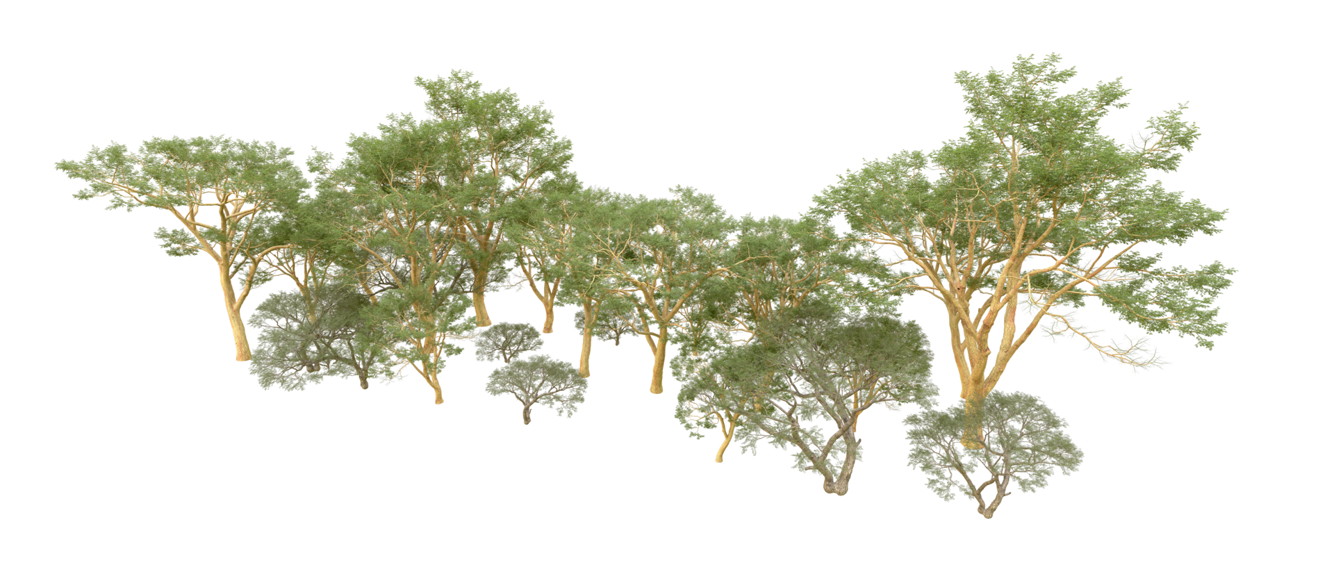 Green forest isolated on background. 3d rendering - illustration png