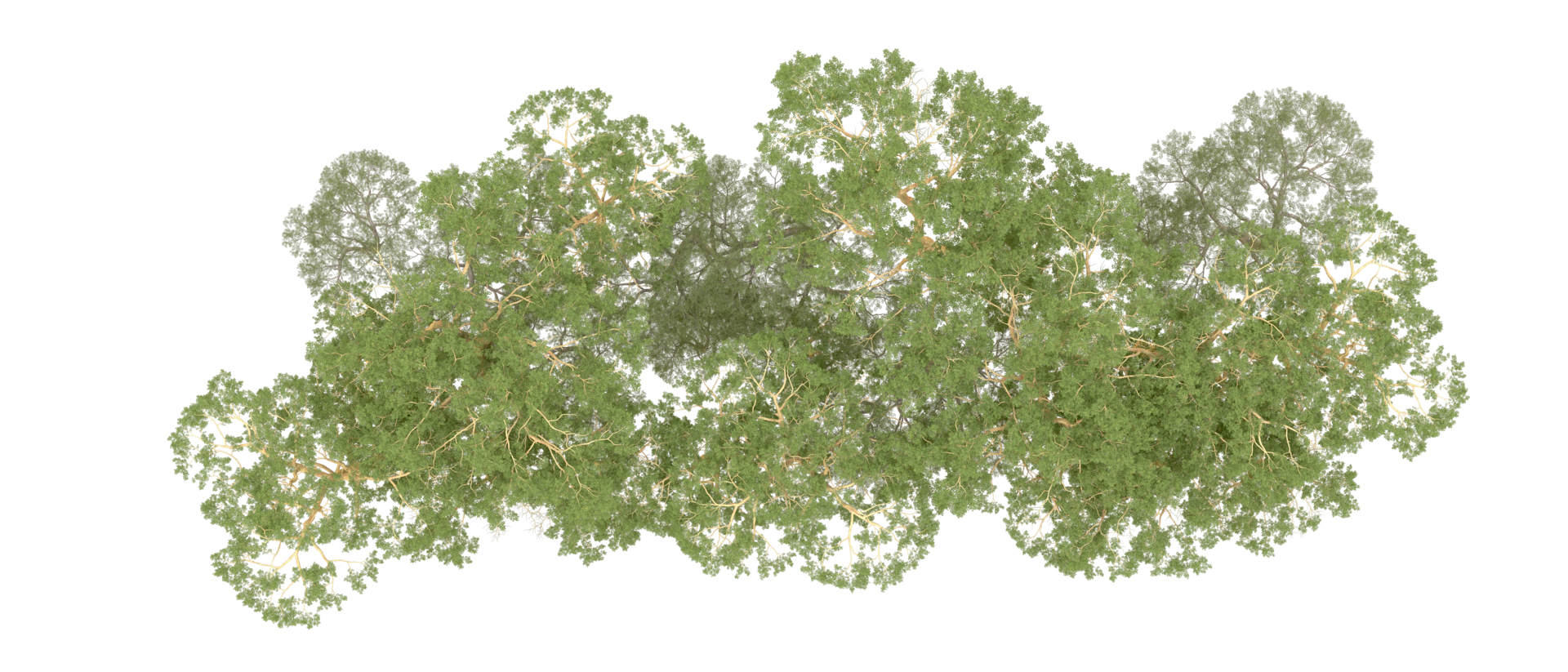 Green forest isolated on background. 3d rendering - illustration png