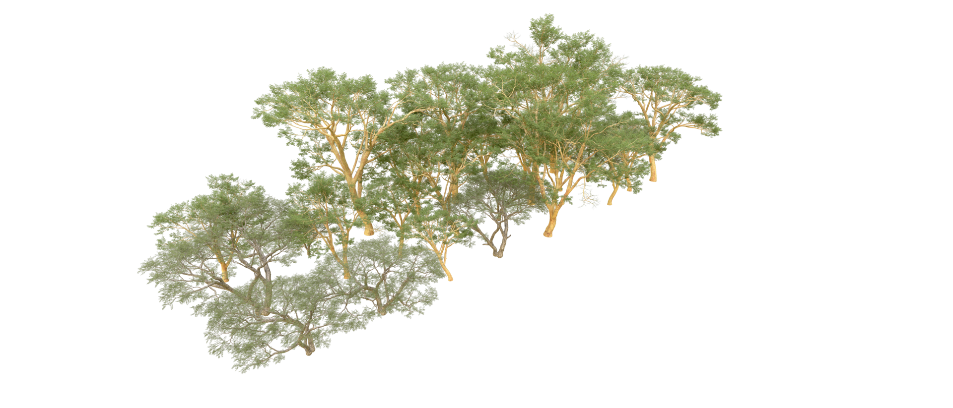 Green forest isolated on background. 3d rendering - illustration png