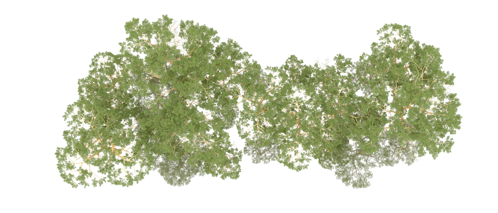 Green forest isolated on background. 3d rendering - illustration png