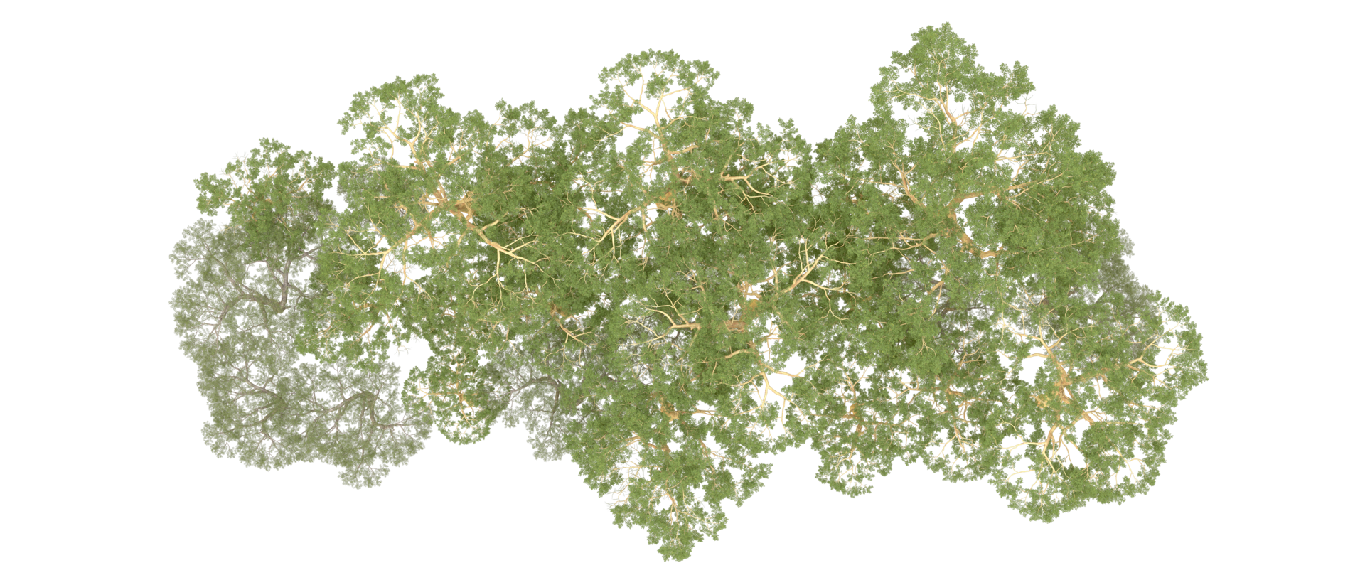 Green forest isolated on background. 3d rendering - illustration png