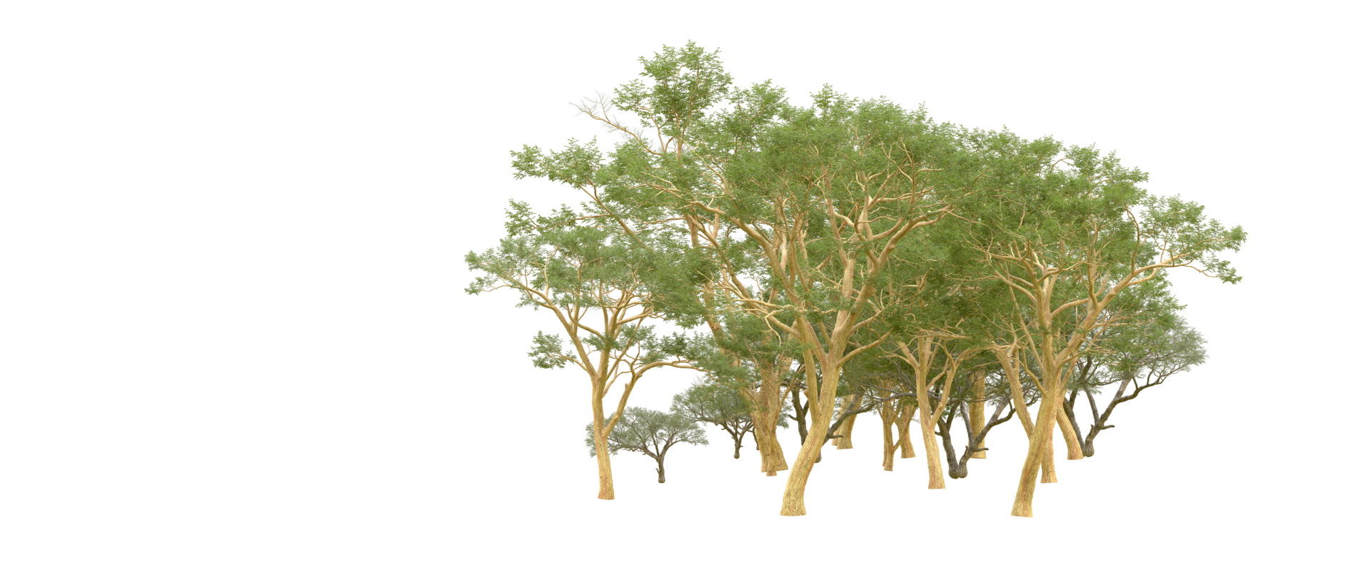 Green forest isolated on background. 3d rendering - illustration png