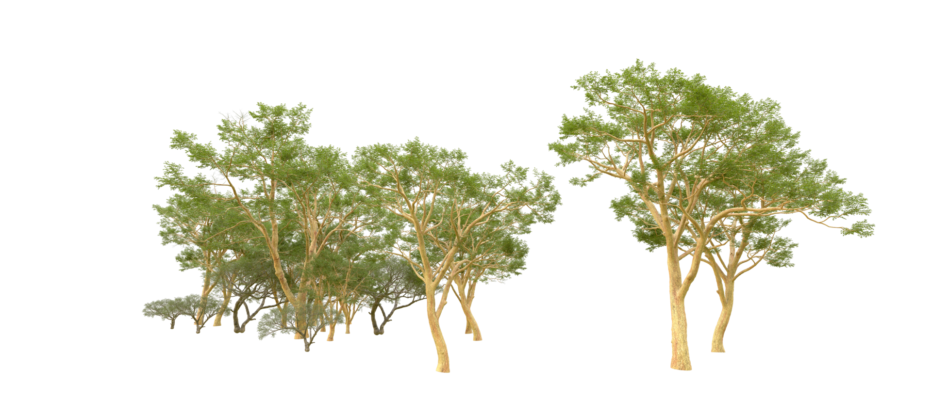 Green forest isolated on background. 3d rendering - illustration png