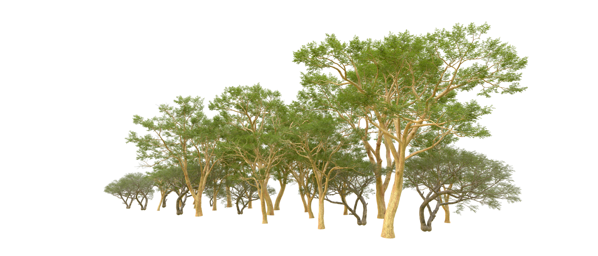 vert forêt isolé sur Contexte. 3d le rendu - illustration png