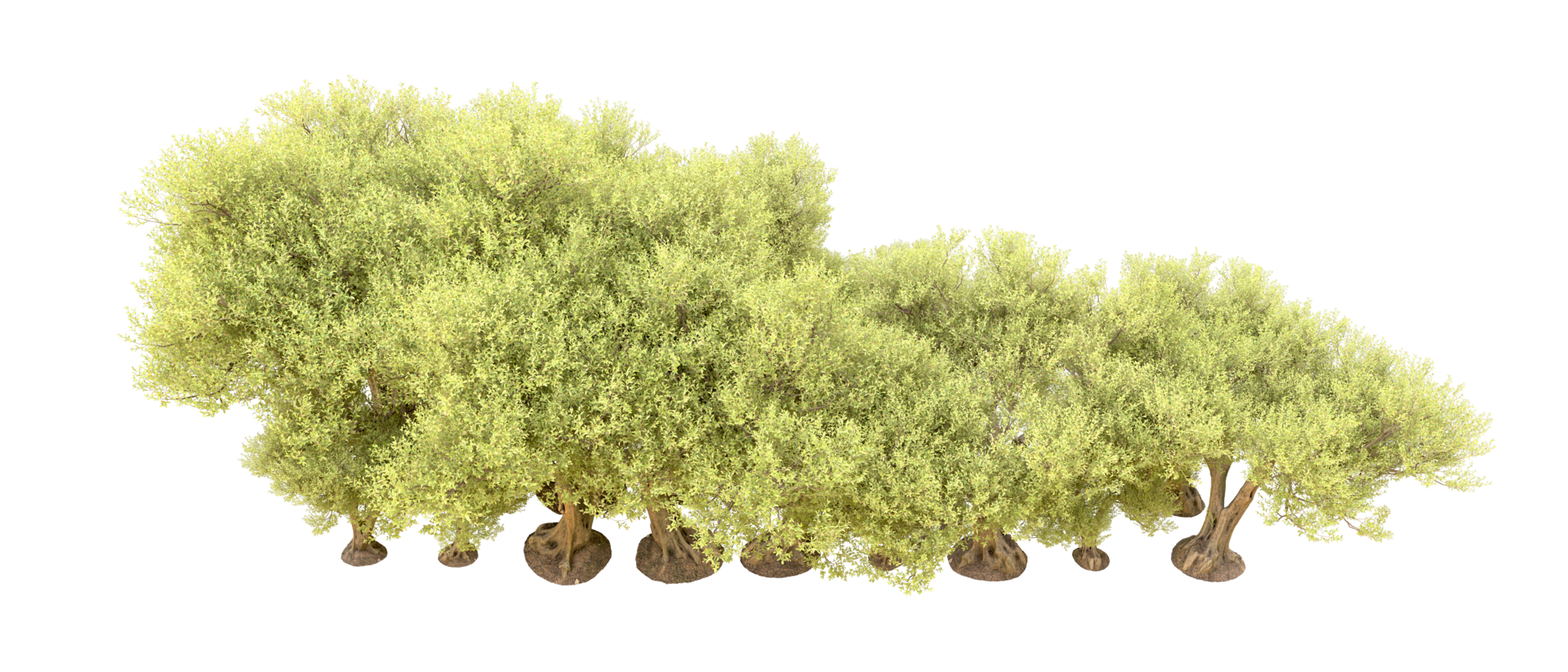 Green forest isolated on background. 3d rendering - illustration png