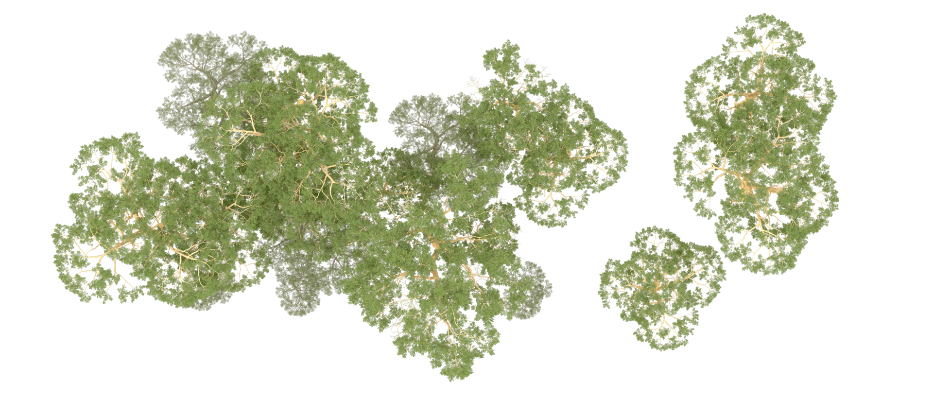 Green forest isolated on background. 3d rendering - illustration png