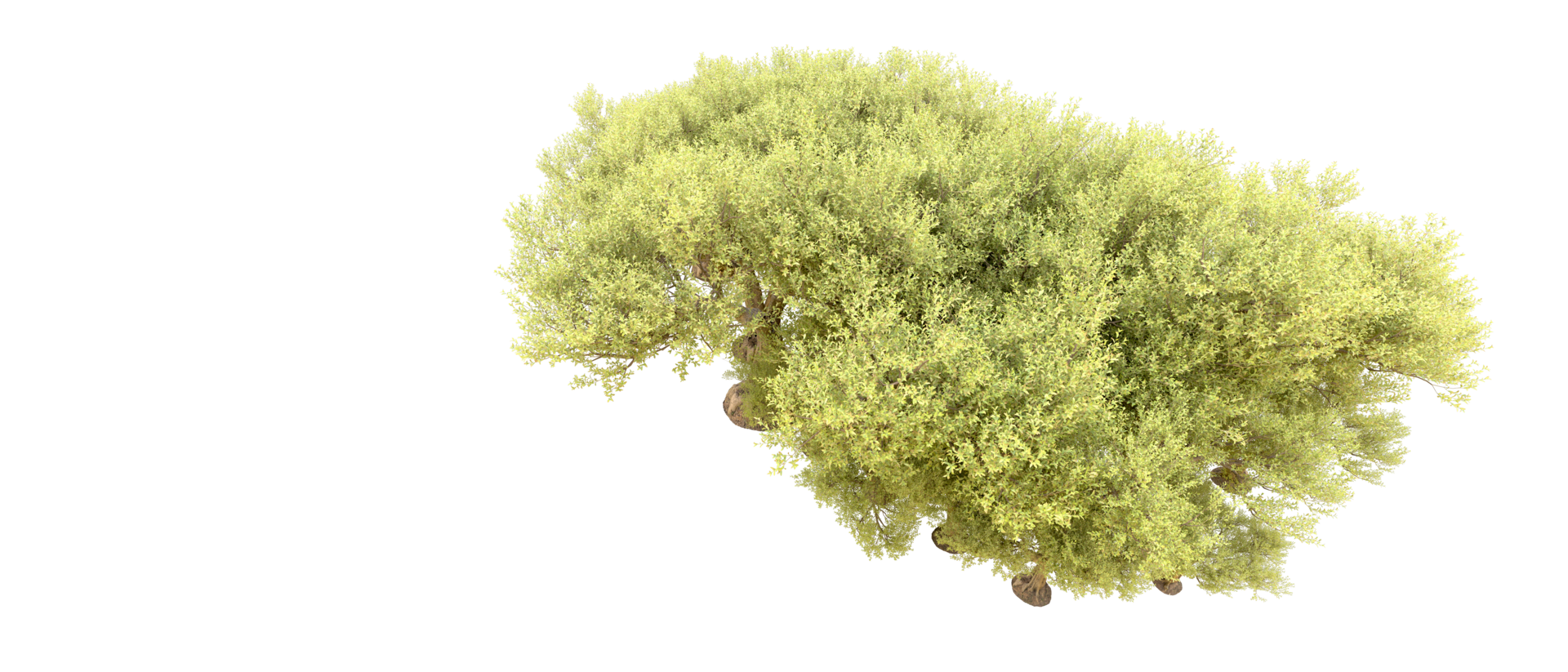 Green forest isolated on background. 3d rendering - illustration png