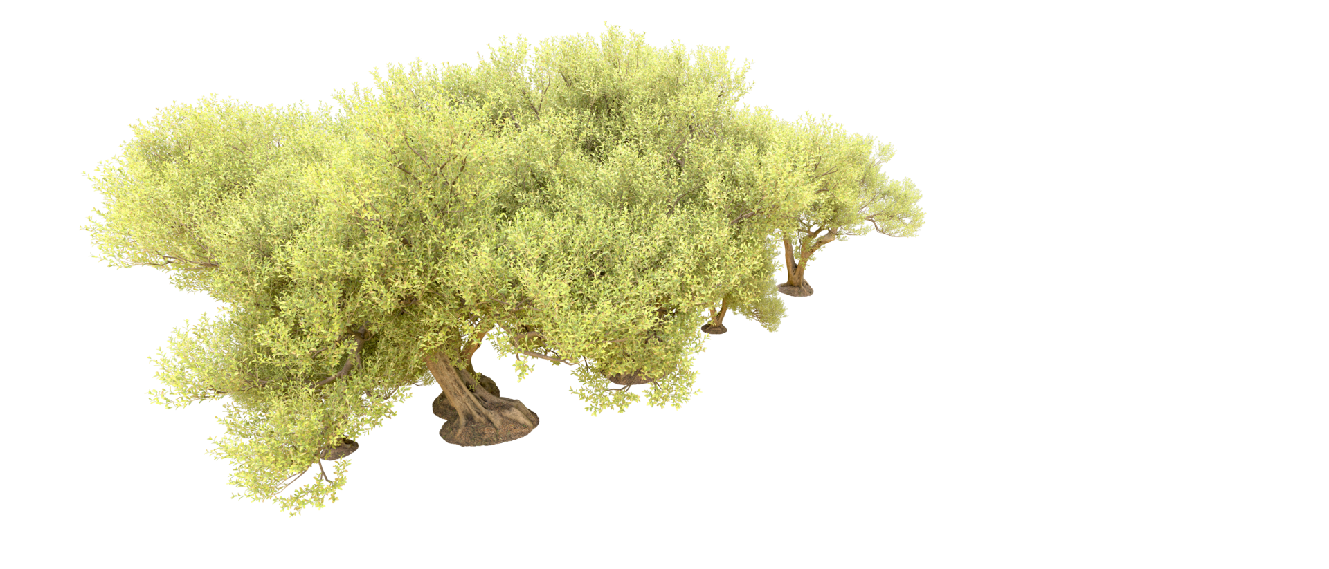 Green forest isolated on background. 3d rendering - illustration png