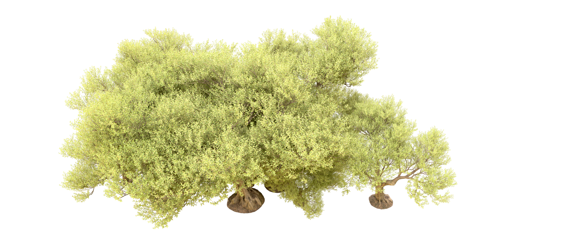 Green forest isolated on background. 3d rendering - illustration png