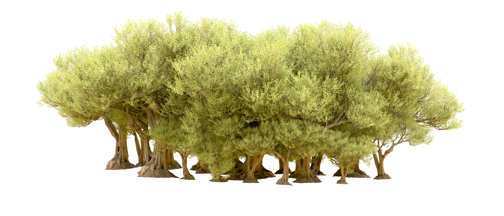 Green forest isolated on background. 3d rendering - illustration png