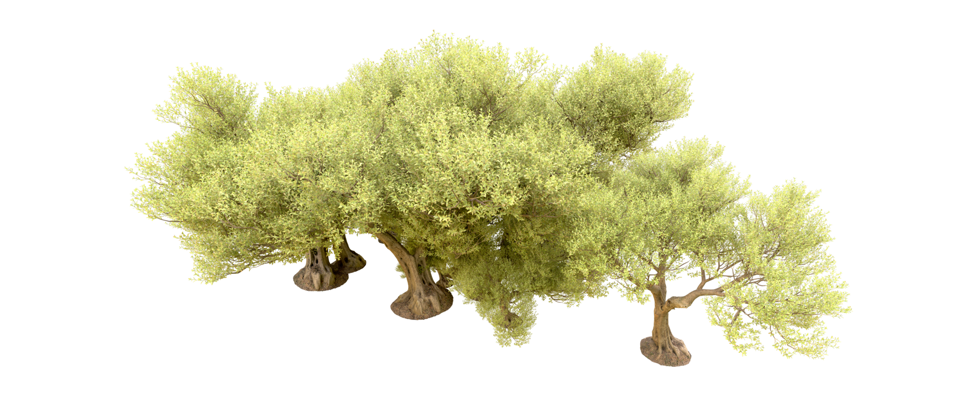 Green forest isolated on background. 3d rendering - illustration png